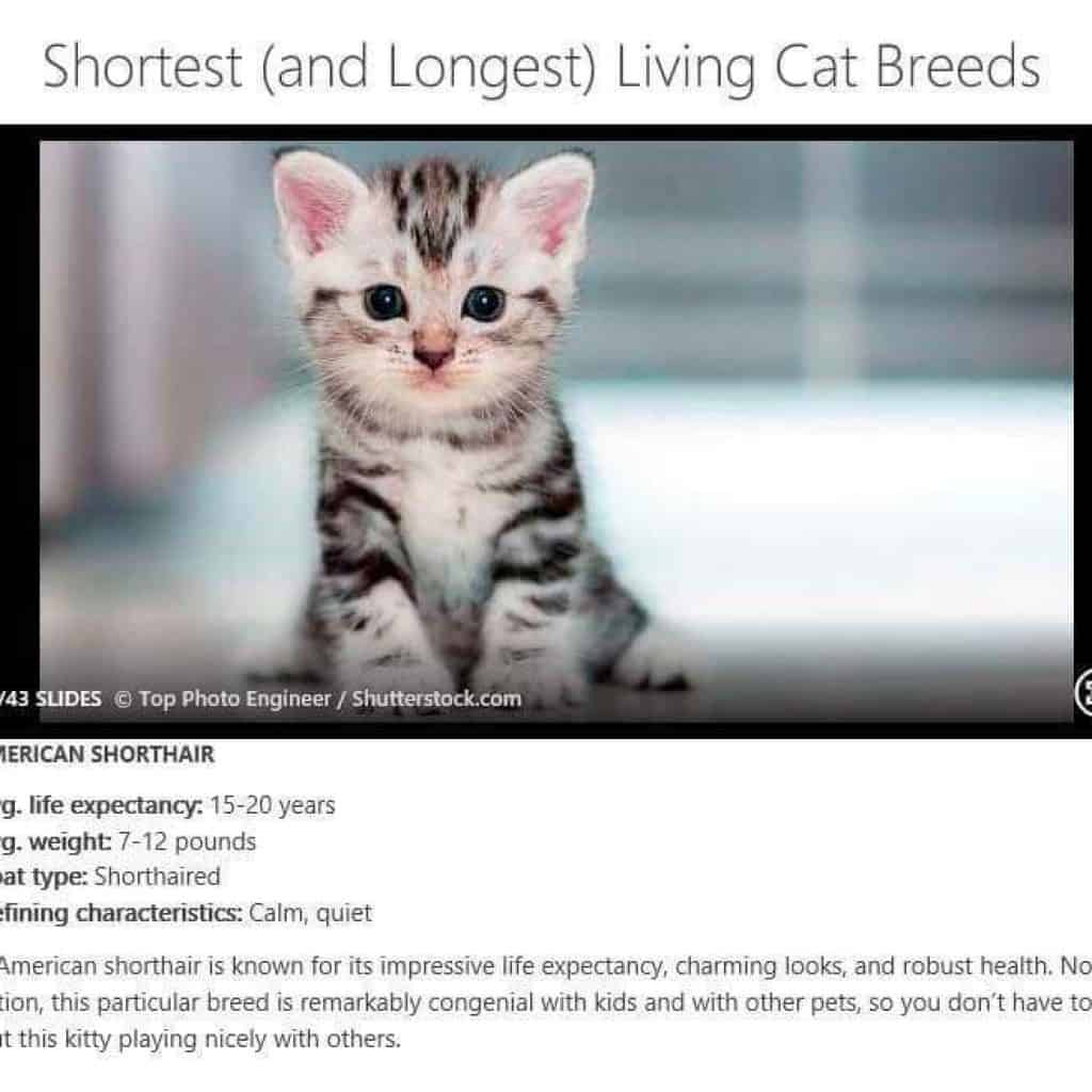 american shorthair life expectancy
