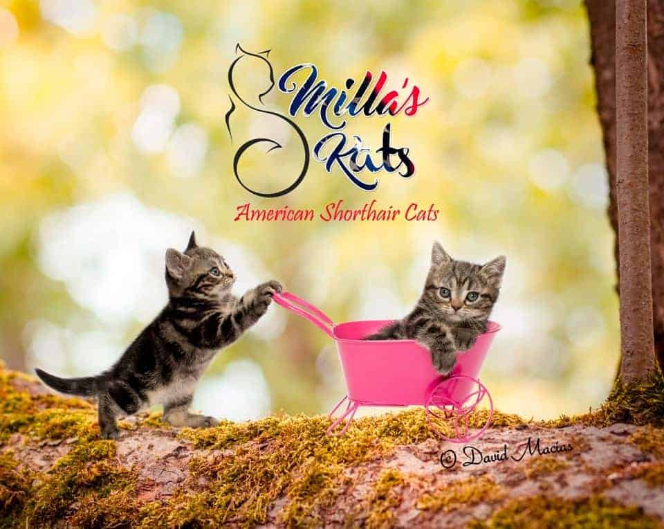 Milla’s Kats Kittens available american shorthair kittens