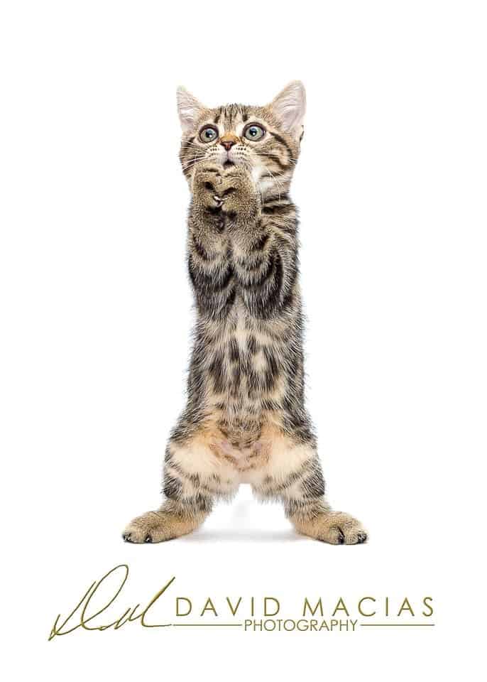 brown tabby american shorthair kitten brown tabby american shorthair kitten