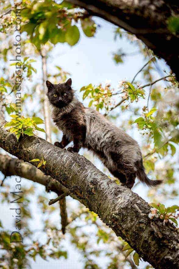 cat rescue mirra