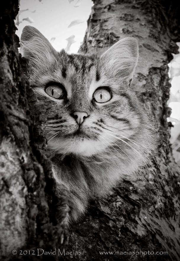 cat rescue murzilska