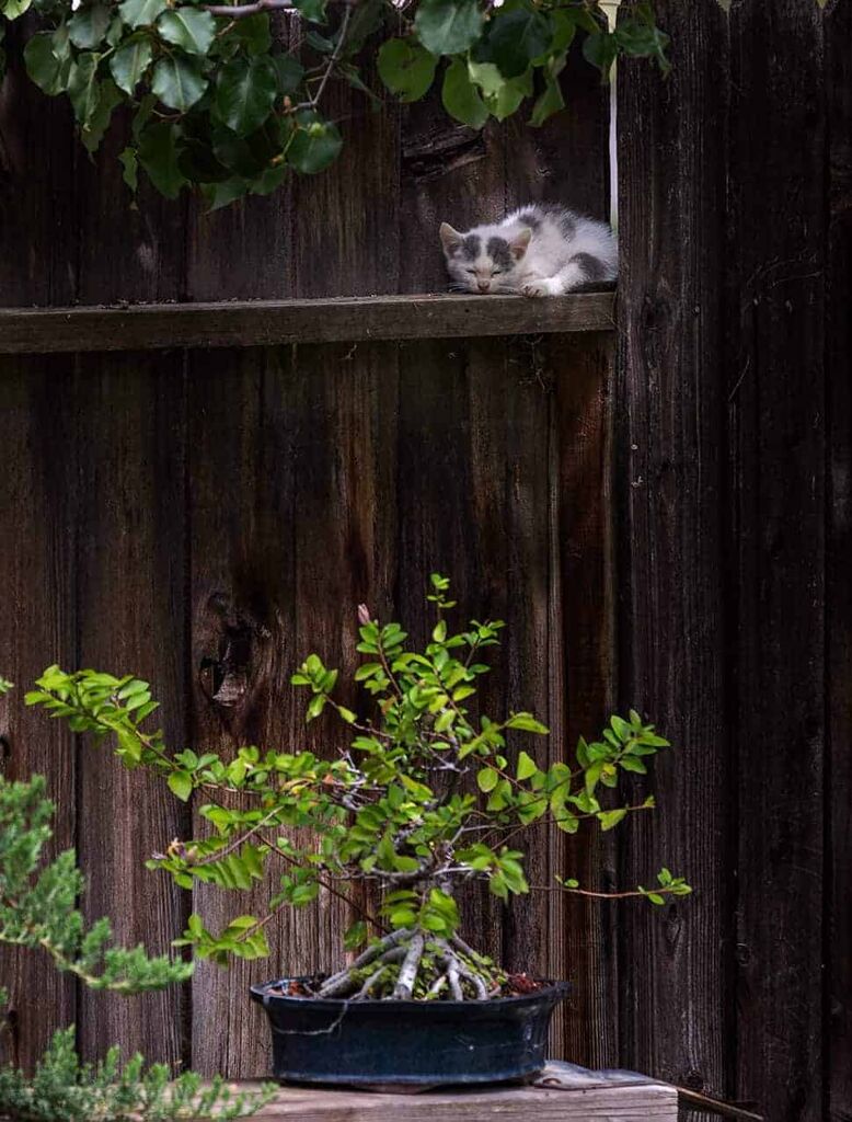 american shorthair kittens for sale