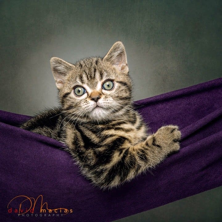 American Shorthair Kittens American Shorthair Breeders
