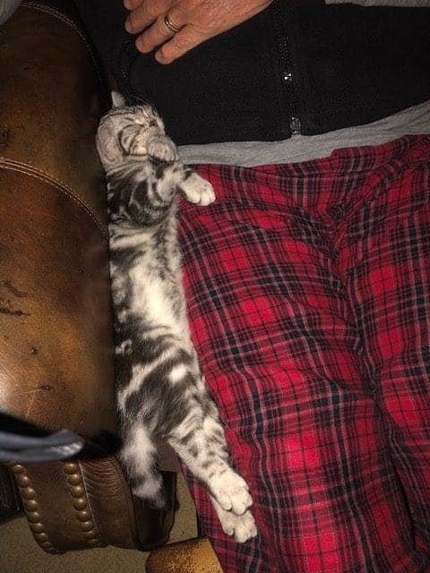 american shorthair kitten lap cat