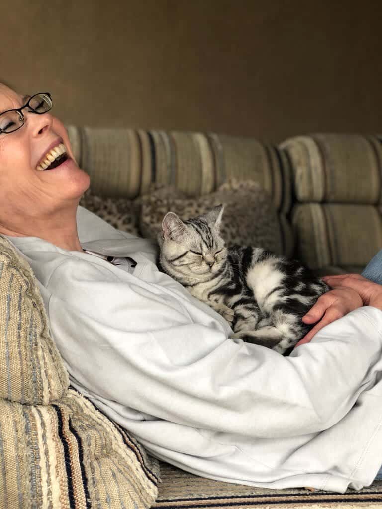 american shorthair cat can reduce the risk of heart attack