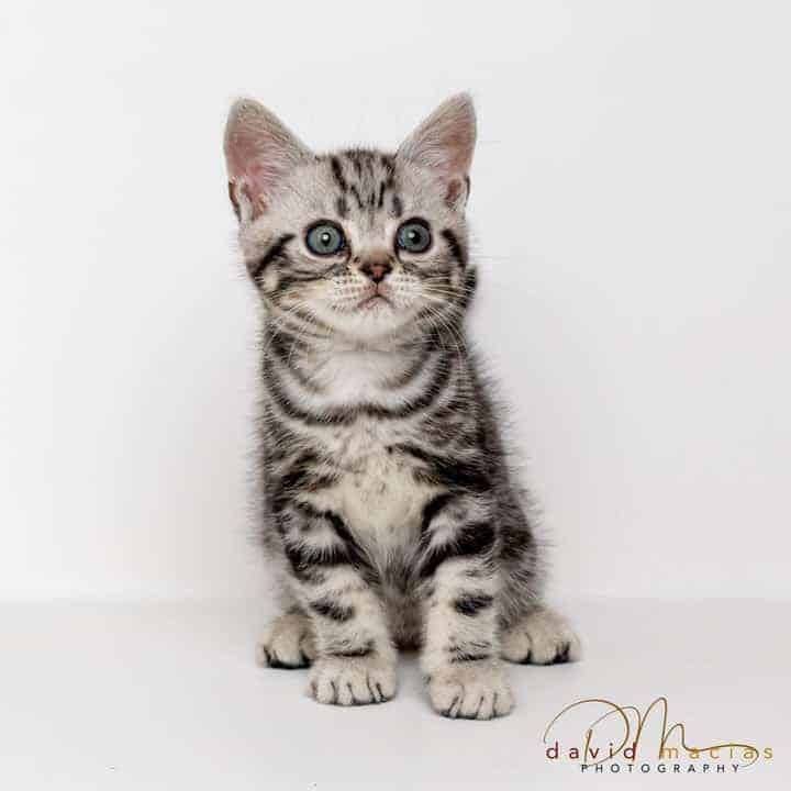 american-shorthair-baby american shorthair kitten