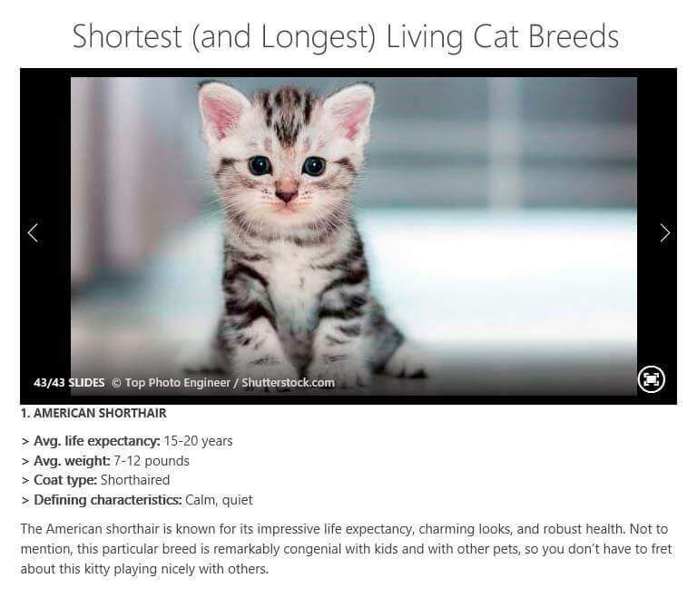 american shorthair life expectancy