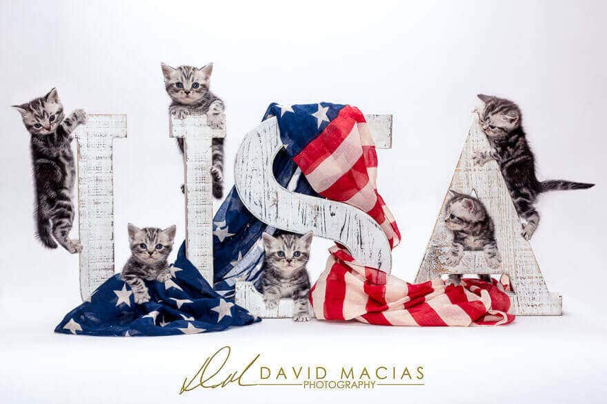 american shorthair kittens