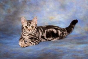 available american shorthair kittens