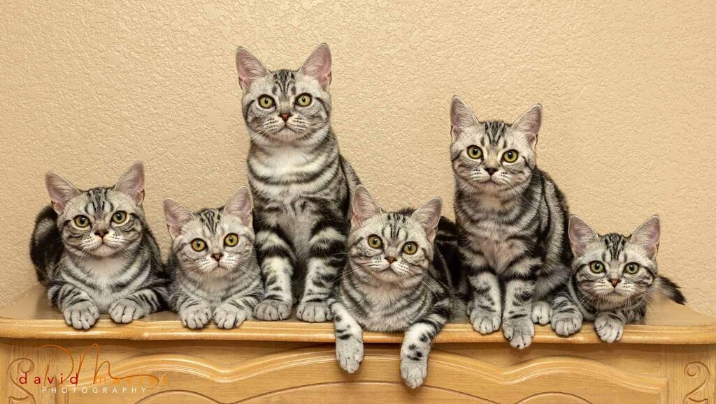 american shorthair kittens for sale