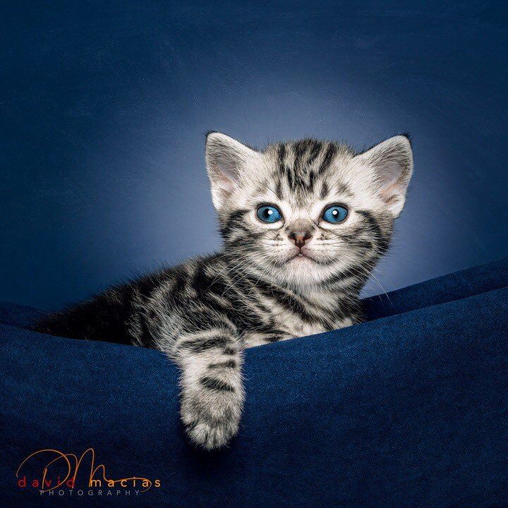 american shorthair kitten for sale