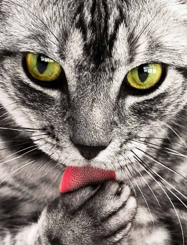 american shorthair hydrating