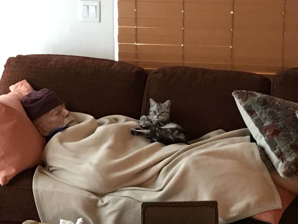 your cat and the flu