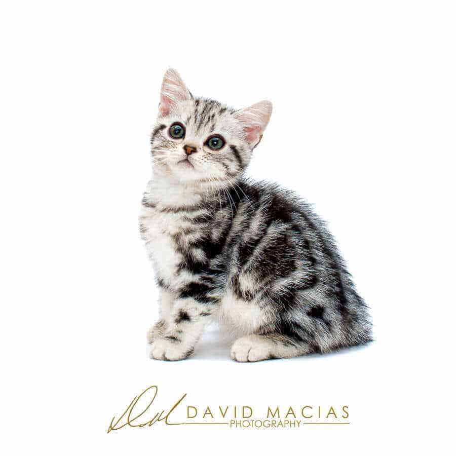 Adorable American Shorthair Kitten available kittens