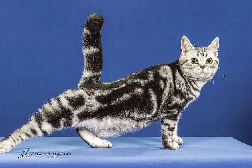 Silver Tabby American Shorthair Female from Milla's Kats Cattery