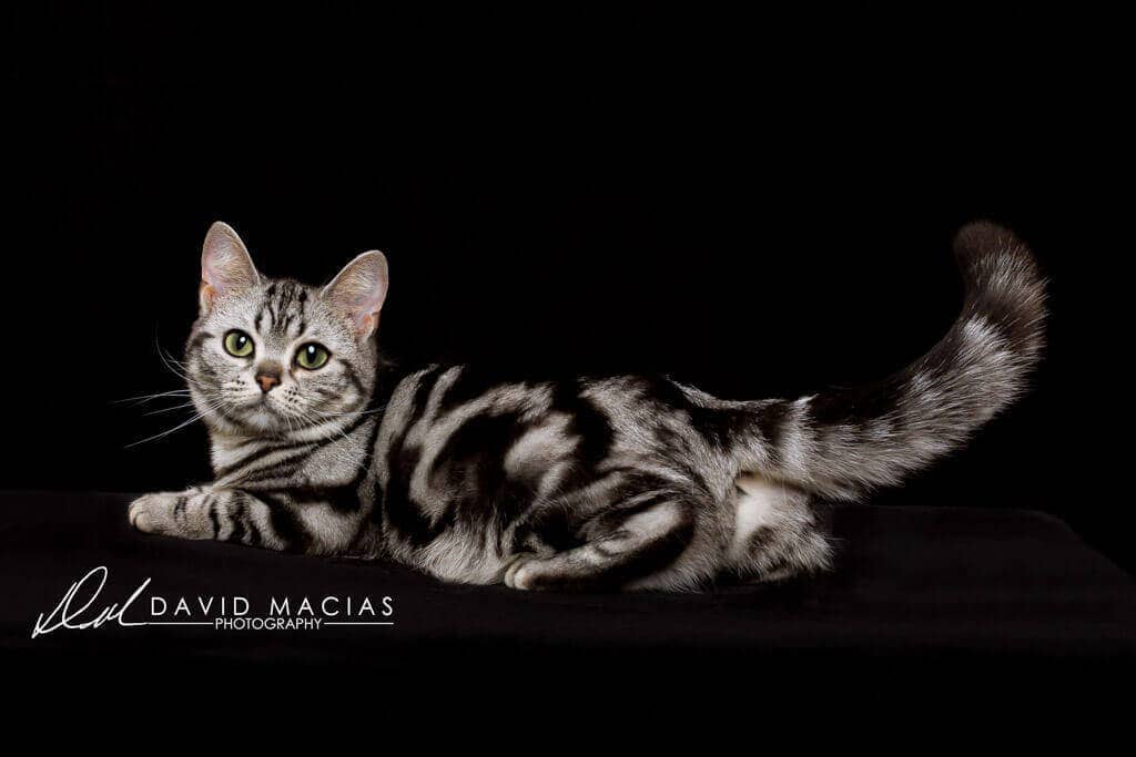 American Shorthair