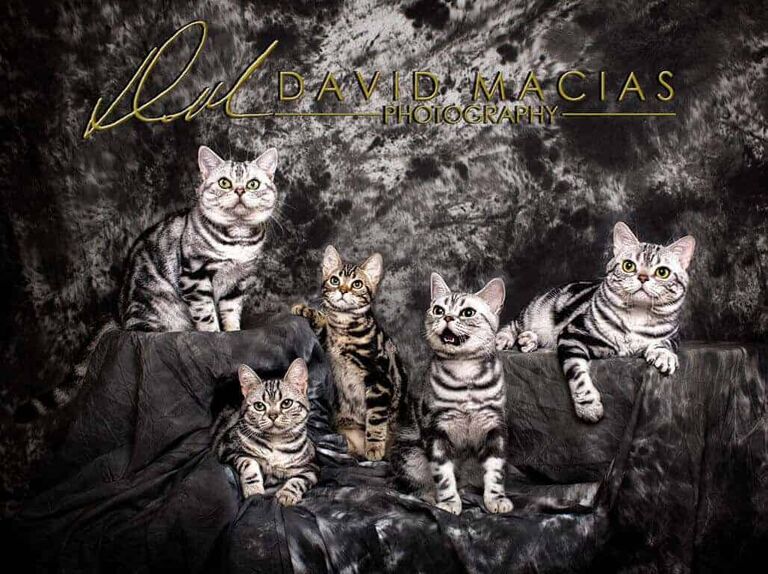 american shorthair