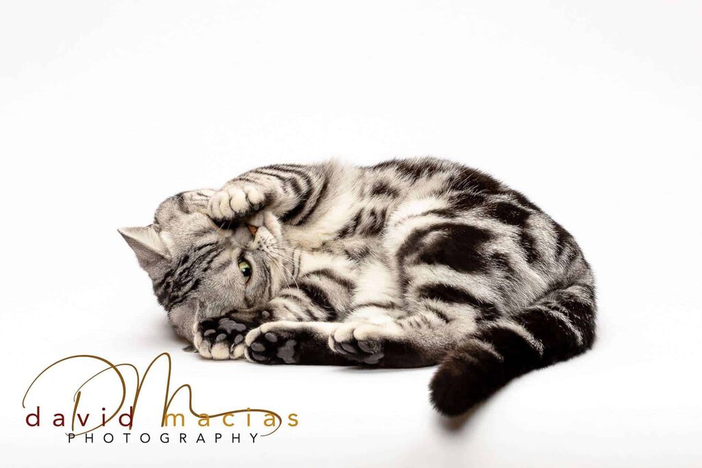 american shorthair kitten playing