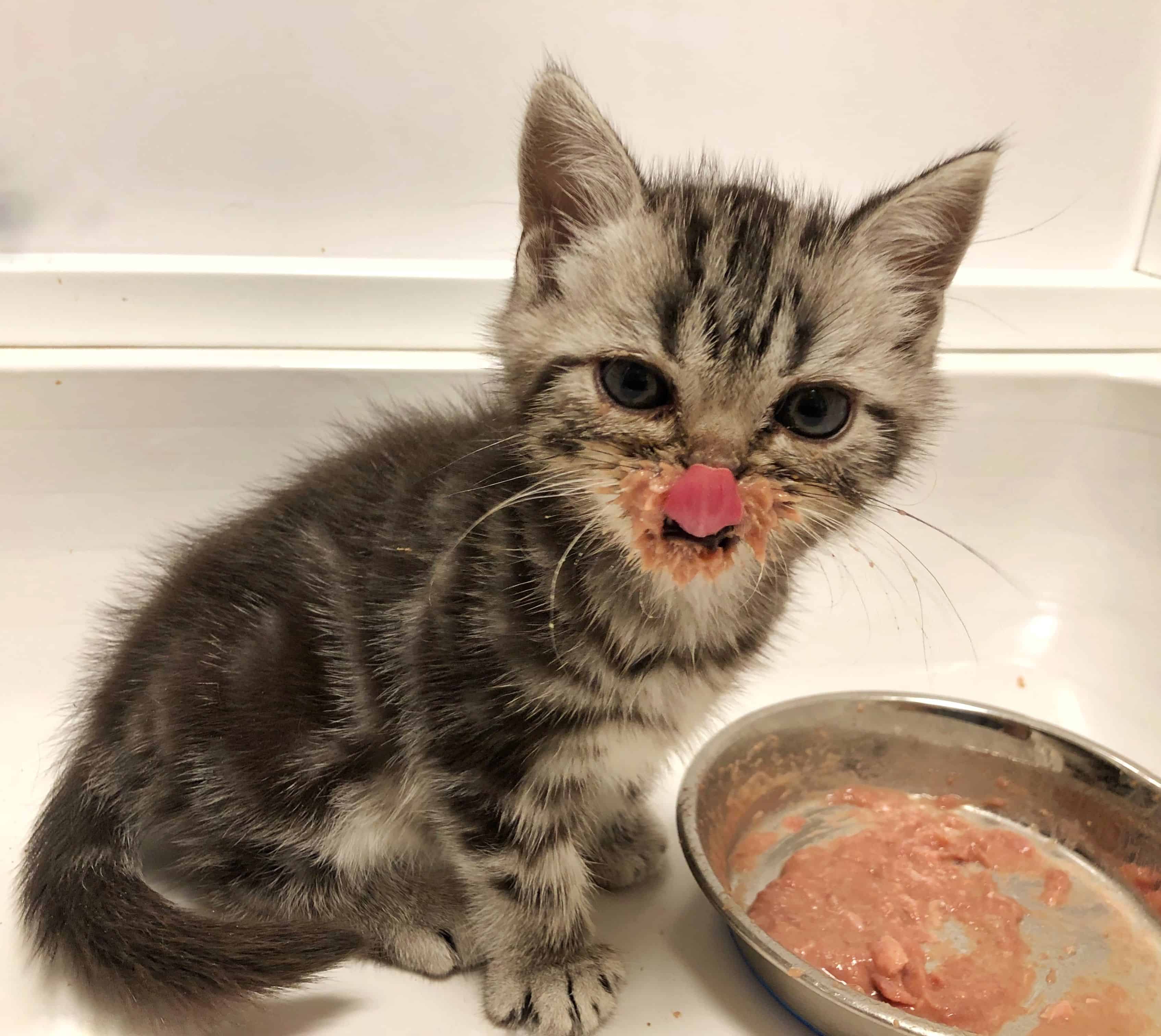 American Shorthair Silver Tabby Kitten silver tabby kitten with food all over face
