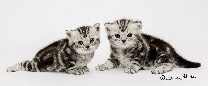american shorthair kittens for sale