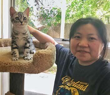 american shorthair kittesn for sale