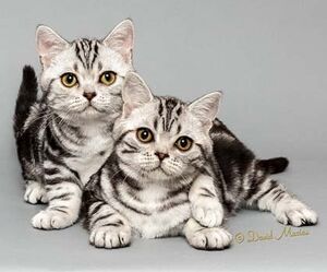 American Shorthair Kittens American Shorthair Breeders