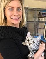 american shorthair breeder