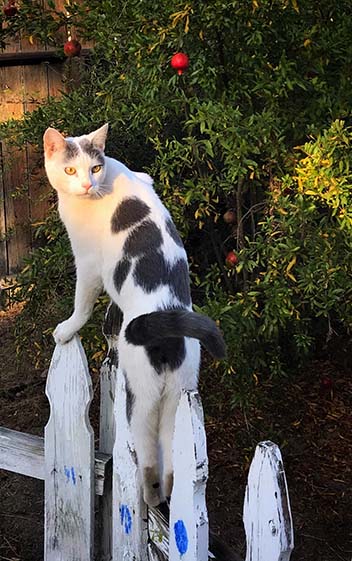 milla's kats american shorthair kittens