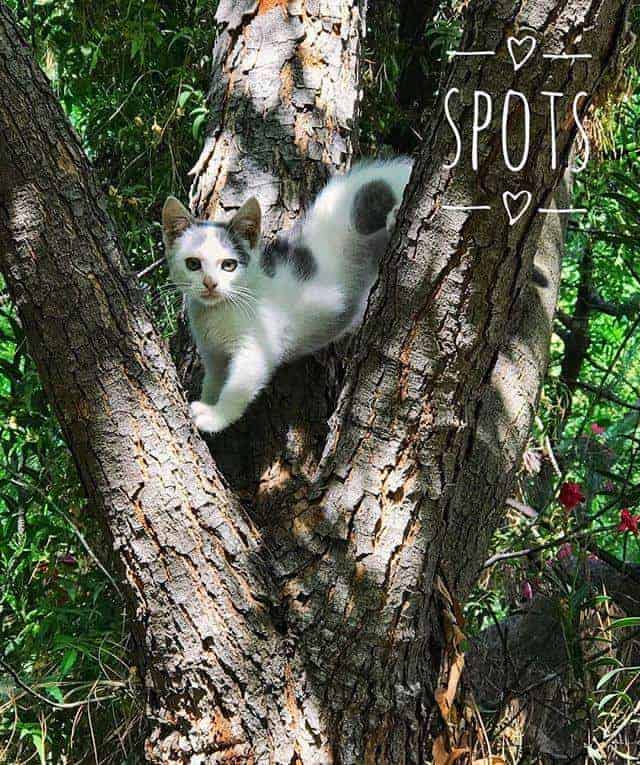 brown tabby kittens for sale