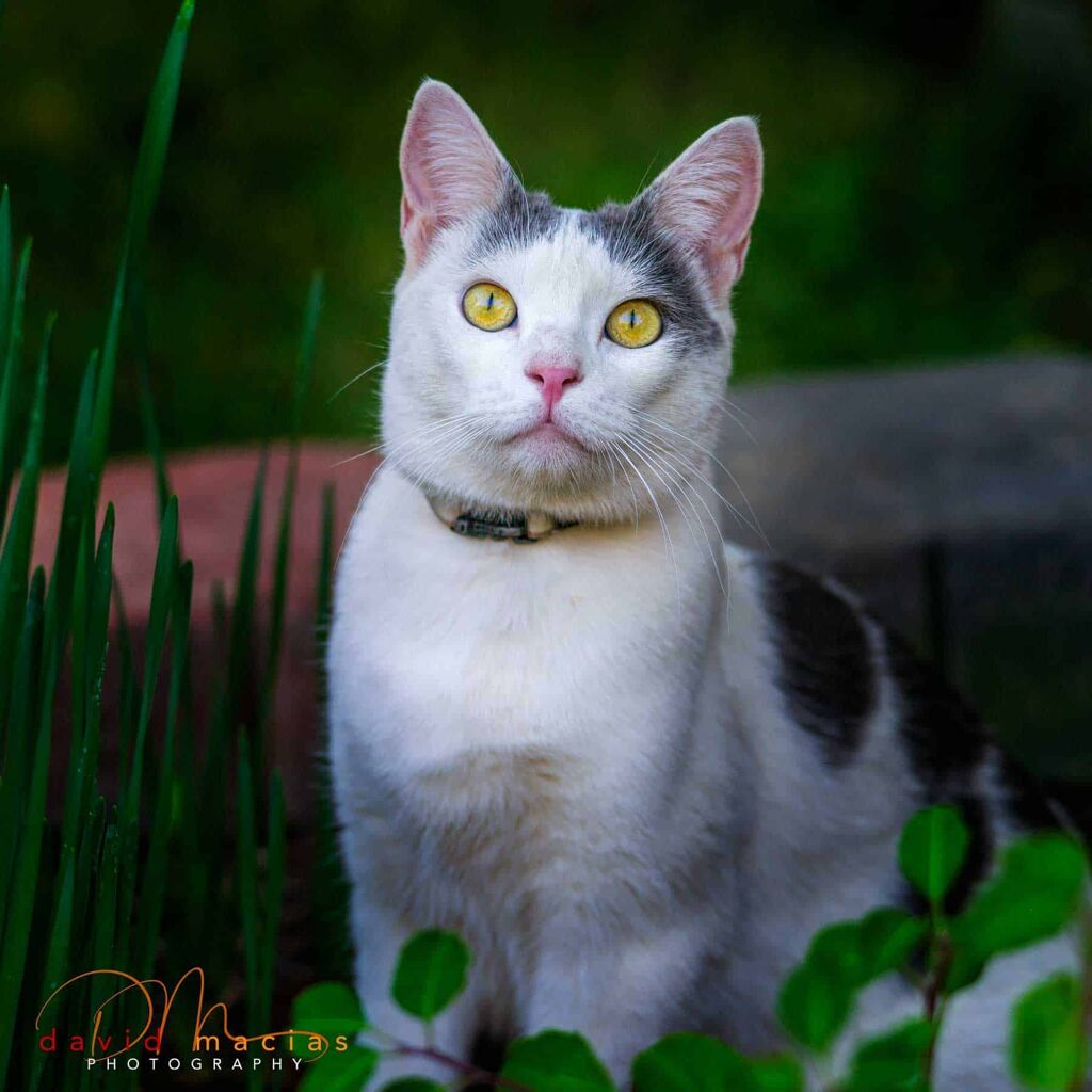 Milla's Kats Cattery