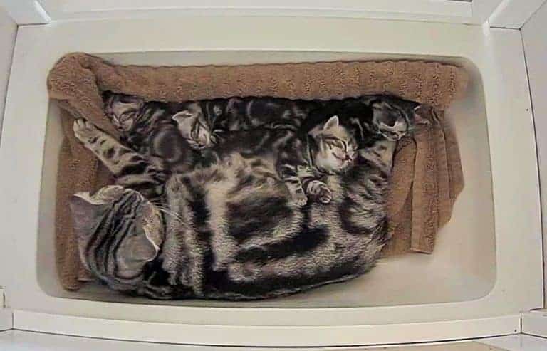 american shorthair kittens