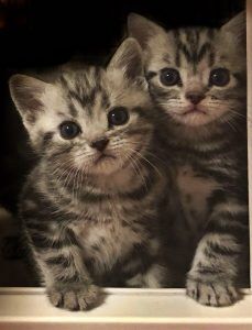 american shorthair kittens for sale