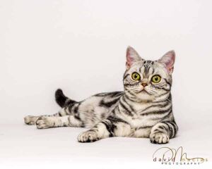 american shorthair facts