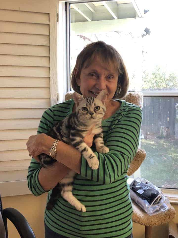 American Shorthair with owner
