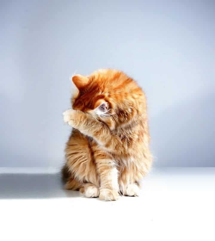 cat, hygene, flu