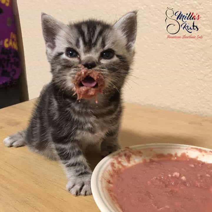 american shorthair kitten eating