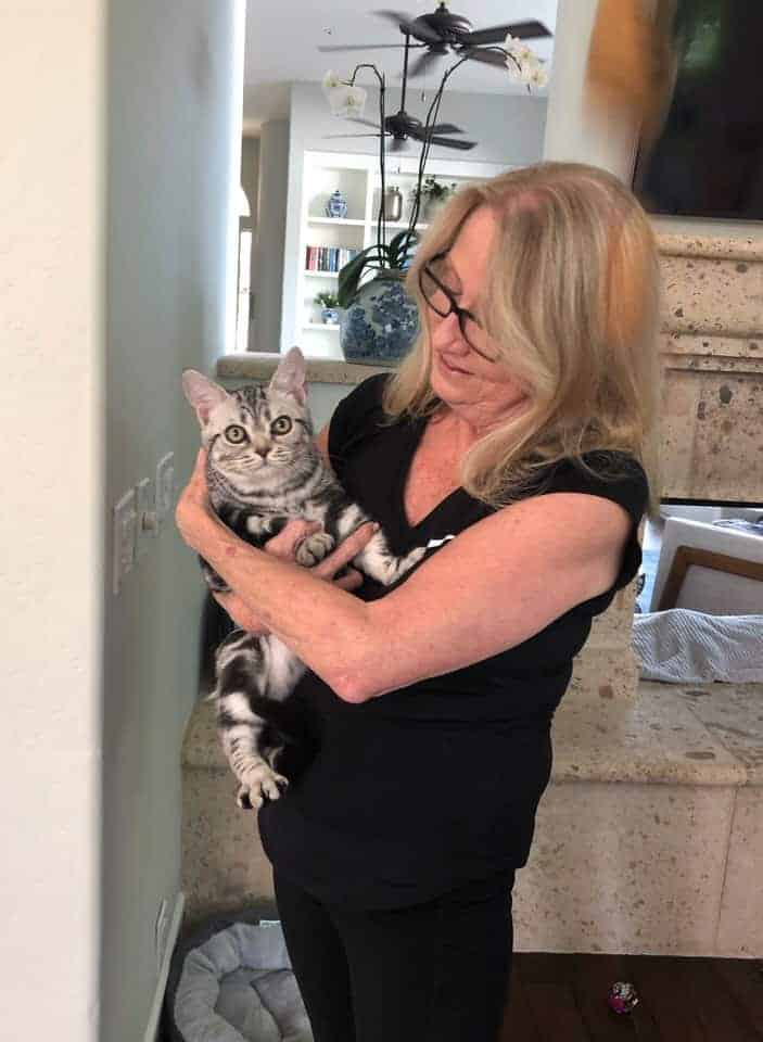 american shorthair male kitten