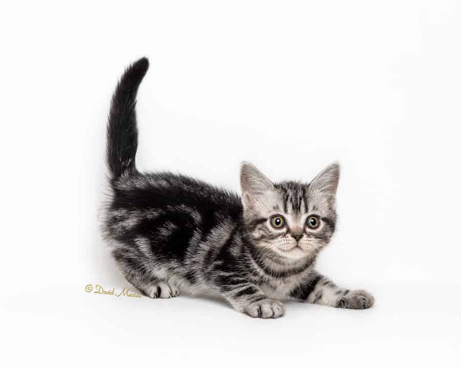 american-shorthair-silver-tabby-kitten american shorthair silver tabby kitten
