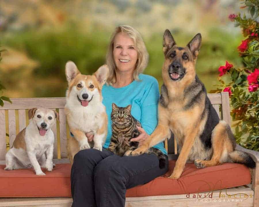 American Shorthair with dogs
